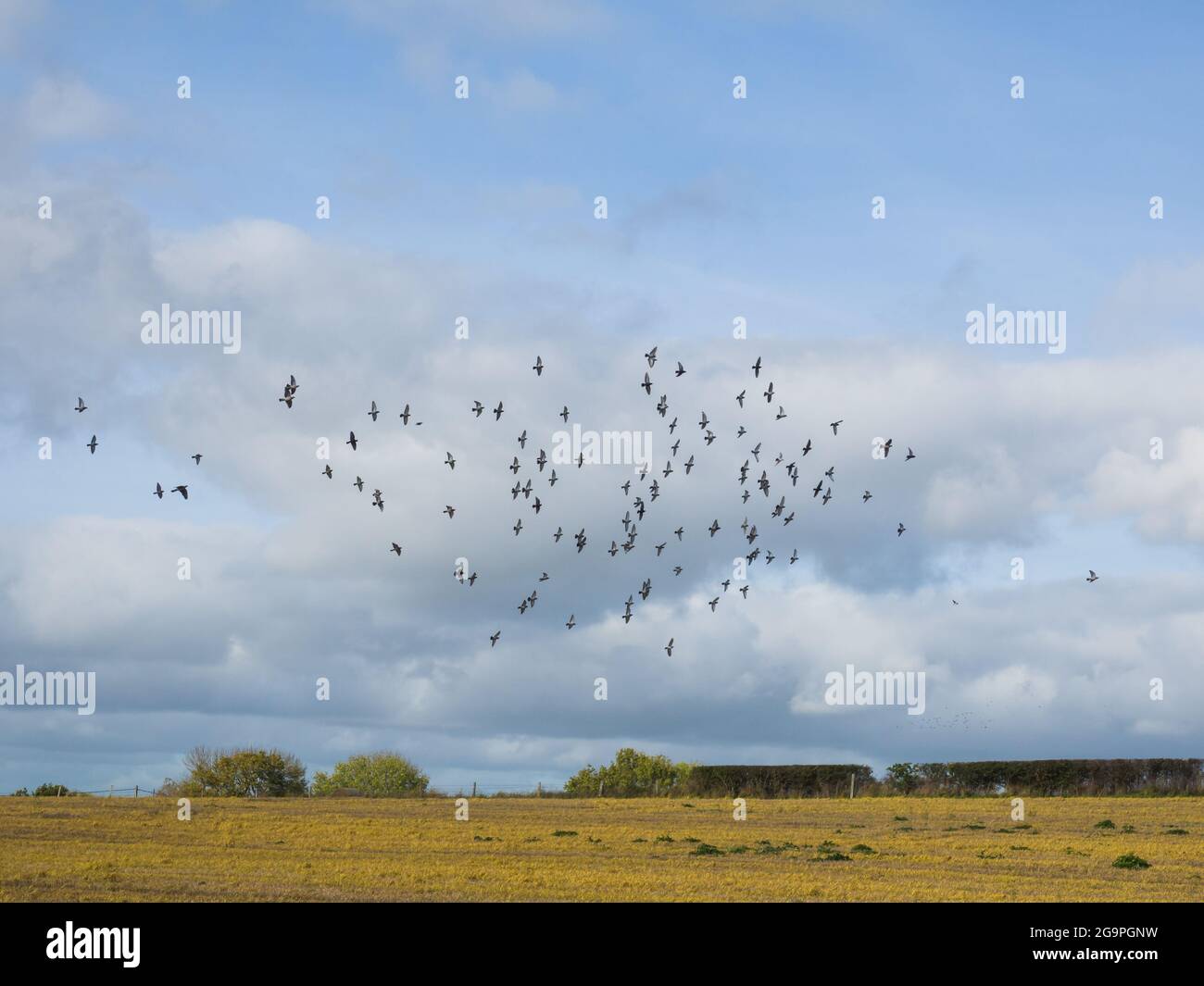 Eine Schar von Wood Pidgeon`s kreist um ein kürzlich geerntetes Feld in der Herbstsonne Stockfoto